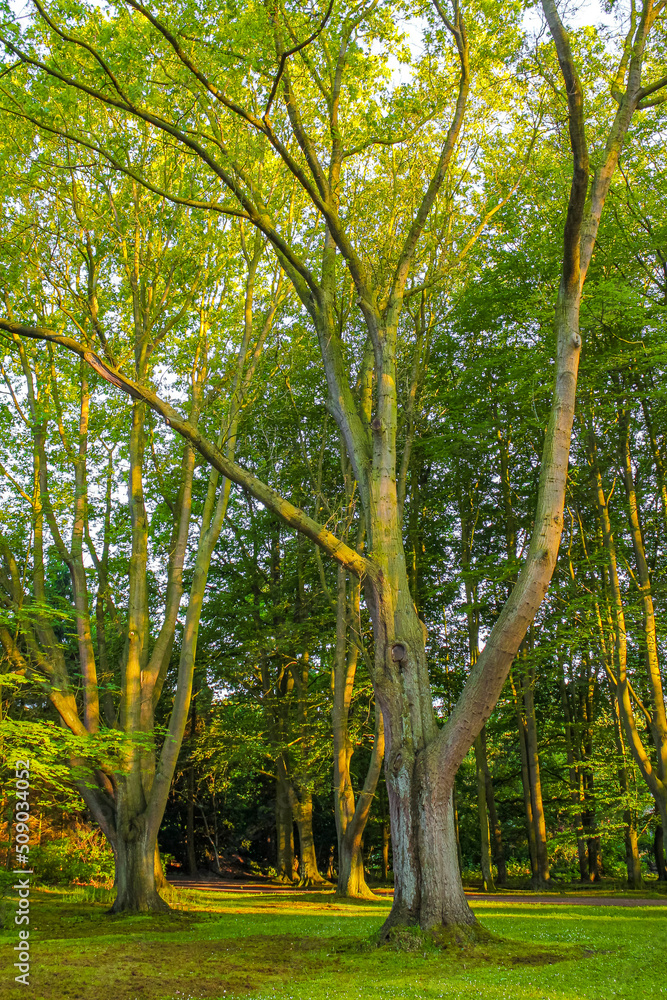 Natural panorama view with pathway green plants trees forest Germany. Natural panorama view with pathway green plants trees forest Germany.