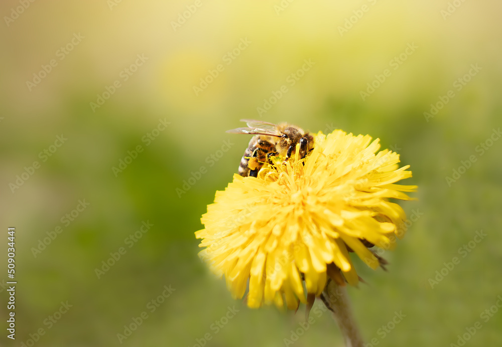 a bee sits on a yellow dandelion flower