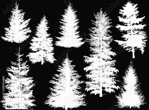 eight fir trees outlines on black