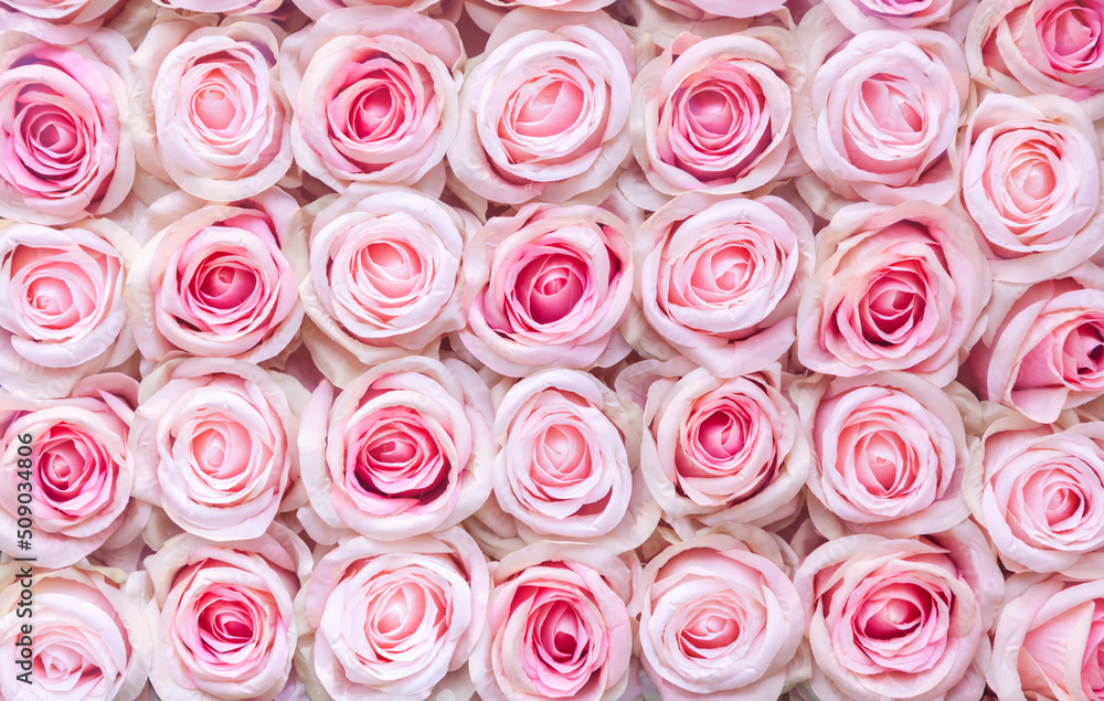Fototapeta premium Roses