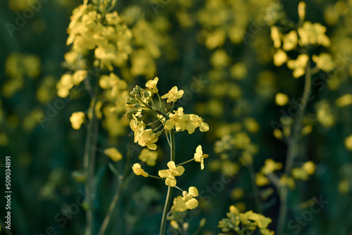 Yellow rapeseed flowers in field