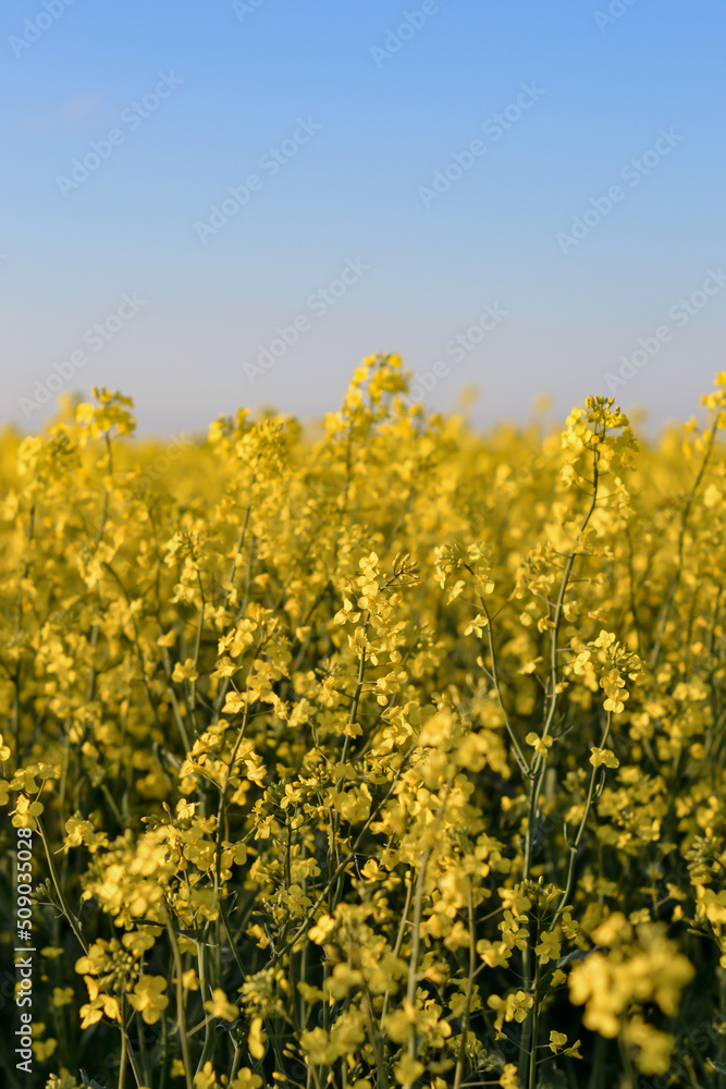 Field of yellow rapeseed flower, blue clear sky Field of yellow rapeseed flower, blue clear sky