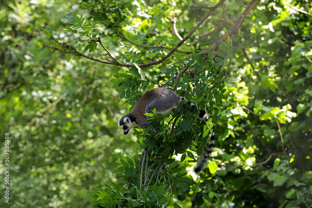 Lémur catta ou maki catta perché dans l'arbre Lémur catta ou maki catta perché dans l'arbre