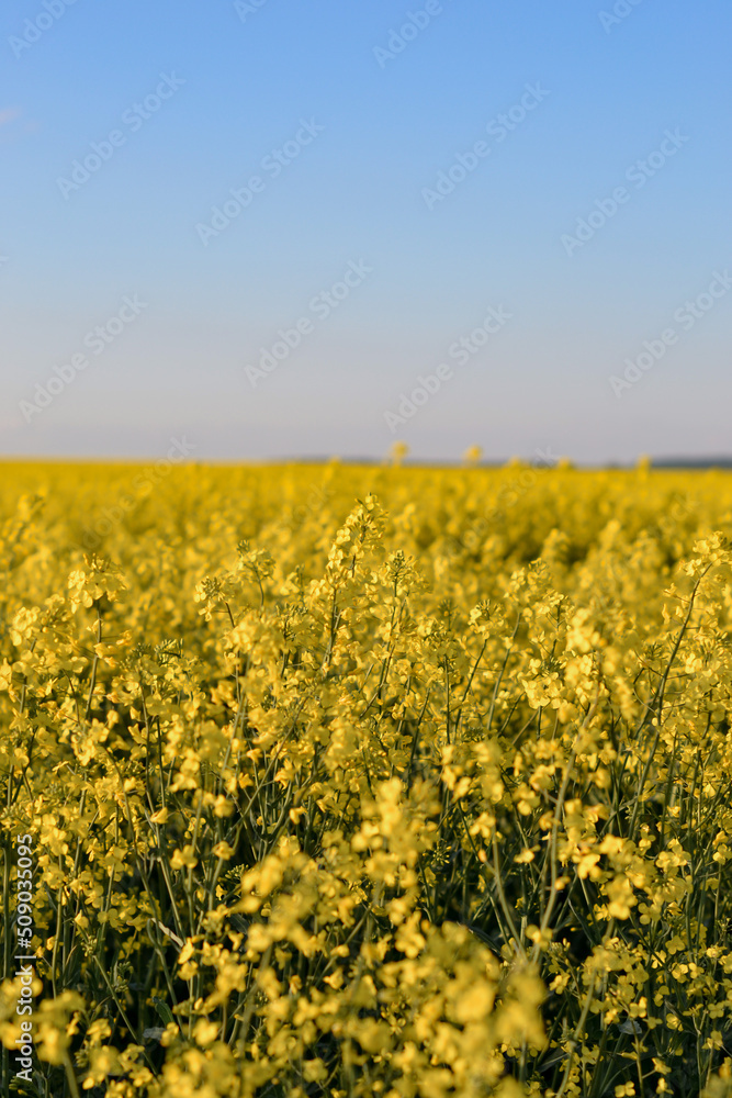 Field of yellow rapeseed flower, blue clear sky