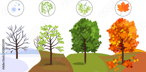 Maple tree at four seasons: spring, summer, autumn, winter. Conceptual change of seasons