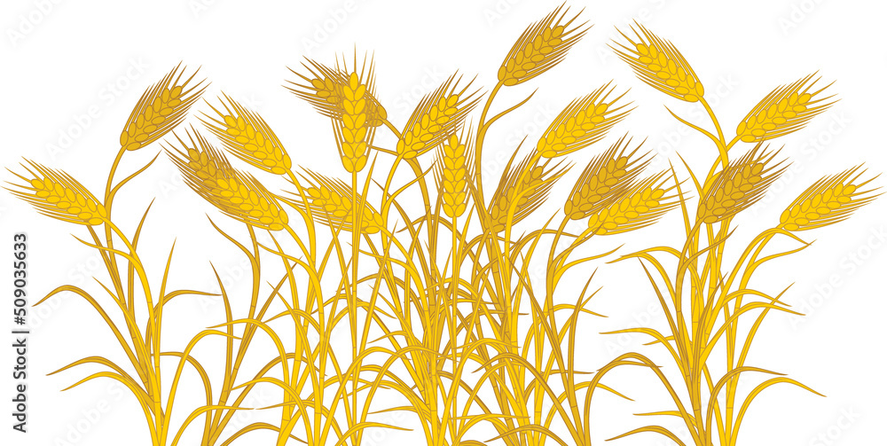Ripe yellow spikelets of rye isolated on white background Ripe yellow spikelets of rye isolated on white background