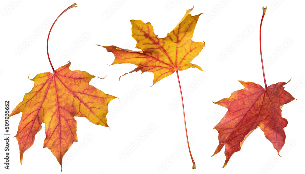 Fototapeta premium red and gold three leaves of maple tree on white