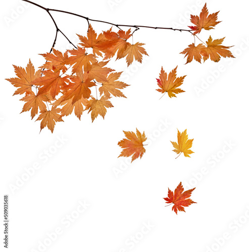 Photo maple tree branch with falling autumn small leaves on white