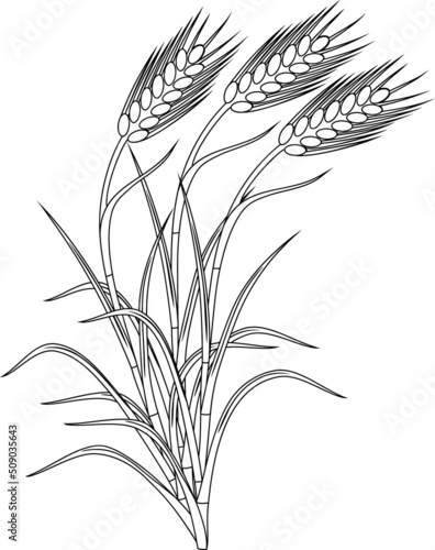 Coloring page with three spikelets of rye