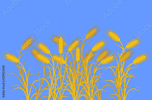 Ripe yellow rye plants on blue background