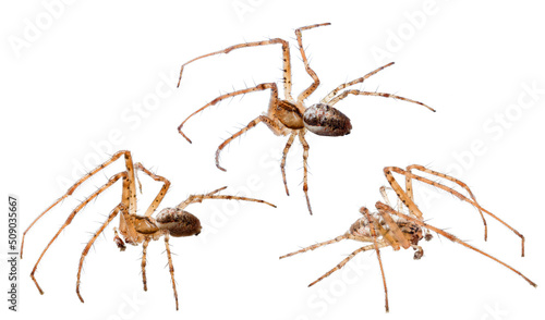 three long legs light brown orb-weaver spiders on white
