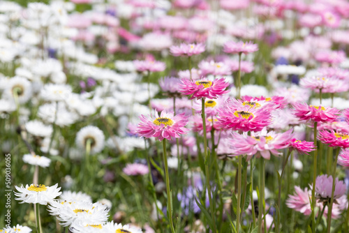 ローダンセの花畑