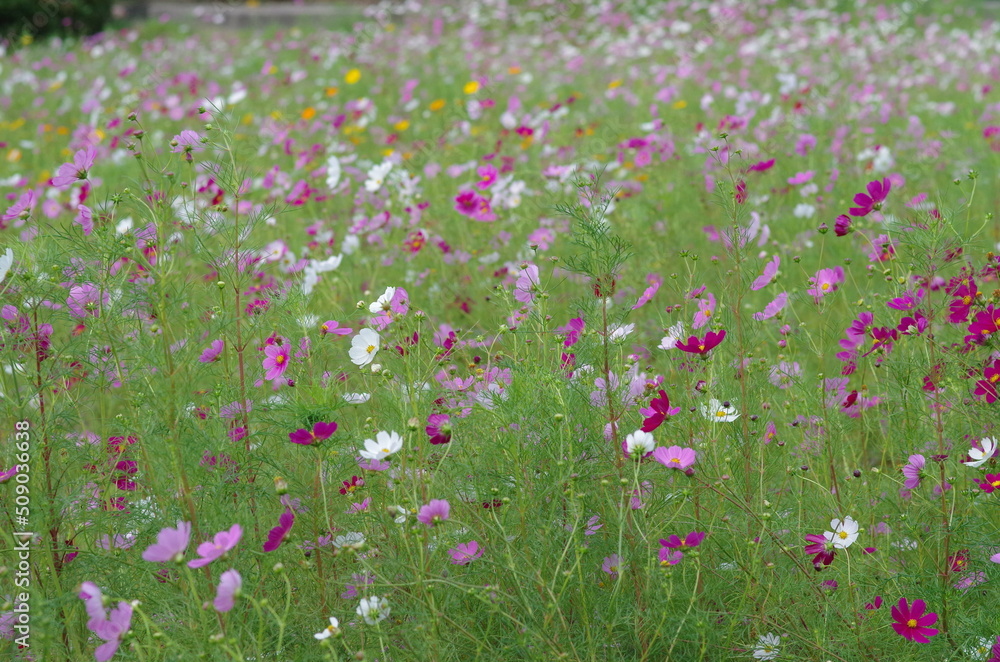 コスモスの花畑 コスモスの花畑