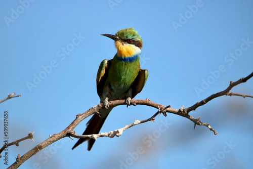 Swallow-tailed Bee-eater, Kgalagadi, South Africa