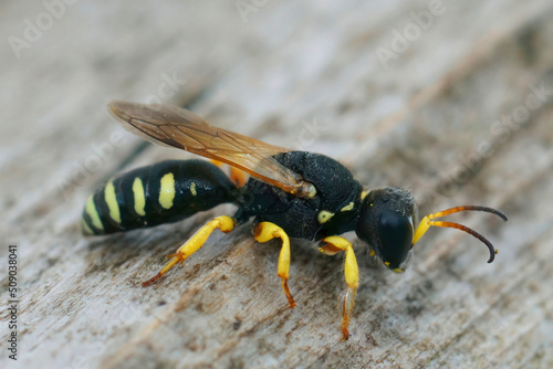 Closeup on a  square-headed wasp, Lestica alata sitting on wood photo