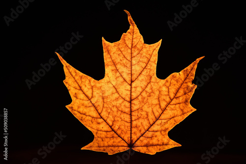 Maple leaf backlit on black background. Acer saccharum Marsh