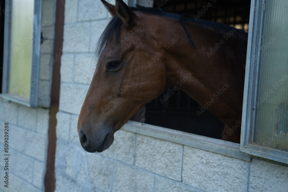 Fototapeta premium horse showing its head through the window in a stable