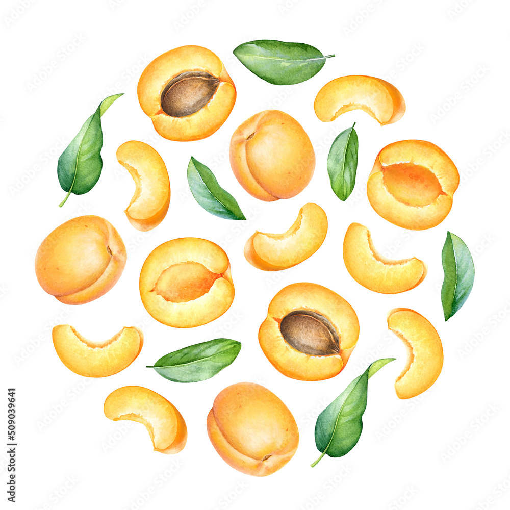 Round pattern with watercolor apricot fruits and leaves Round pattern with watercolor apricot fruits and leaves