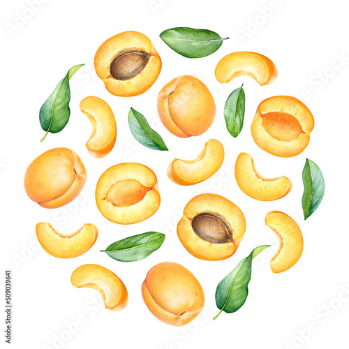 Fototapeta Naklejka Na Ścianę i Meble -  Round pattern with watercolor apricot fruits and leaves