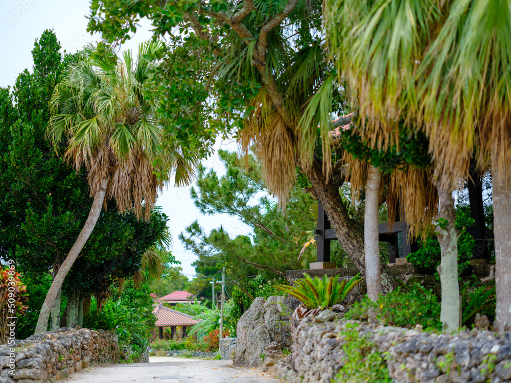 Fototapeta premium 竹富島の町並み