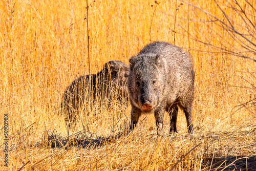 Javalina in the field