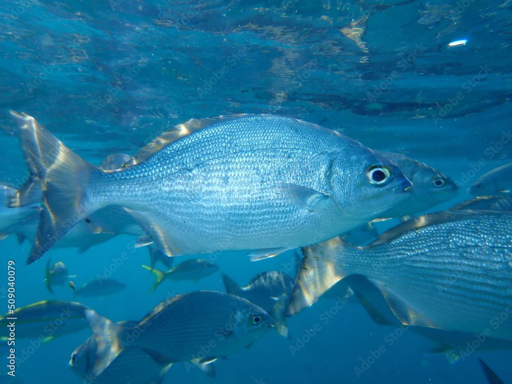 Pacific drummer or Bermuda chub or grey drummer, Pacific chub (Kyphosus sectatrix) undersea, Atlantic Ocean, Cuba, Varadero Pacific drummer or Bermuda chub or grey drummer, Pacific chub (Kyphosus sectatrix) undersea, Atlantic Ocean, Cuba, Varadero