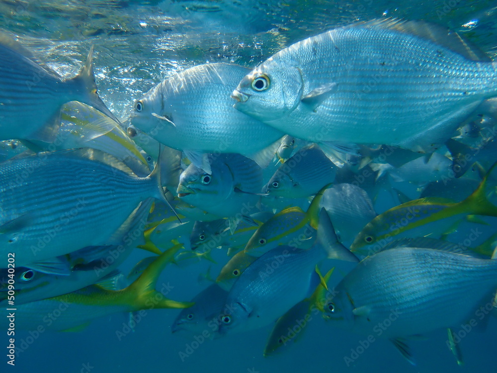 Naklejka premium Pacific drummer or Bermuda chub or grey drummer, Pacific chub (Kyphosus sectatrix) undersea, Atlantic Ocean, Cuba, Varadero