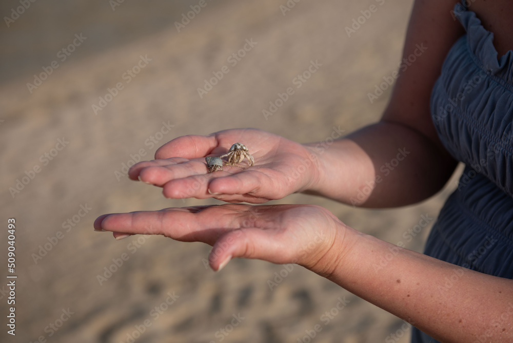 Hermit crab plays on a women hand