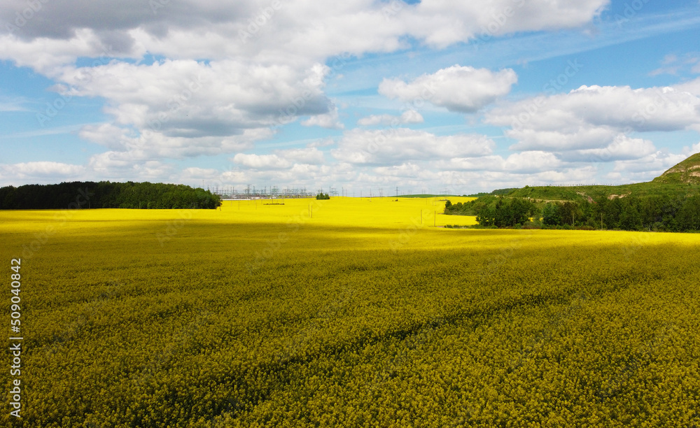 Obraz premium Top view of the yellow rapeseed fields. Agro background for design and advertising of agricultural crops