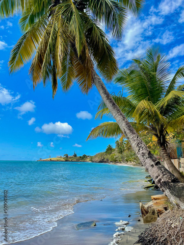 A palm tree on an idyllic beach in Saint Lucia