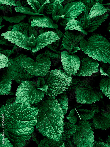 melissa grass in the garden close-up