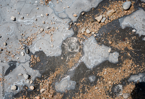 Fossil on the jurassic coast in Dorset