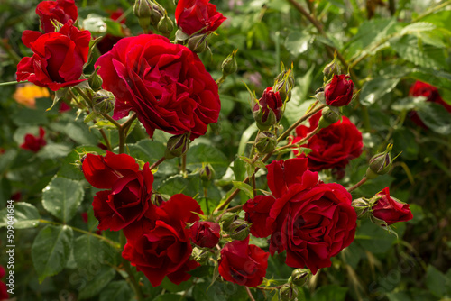 Red roses flower blooming in garden, closeup view