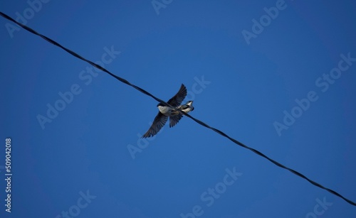 Frisky Tree Swallows  © Rachael