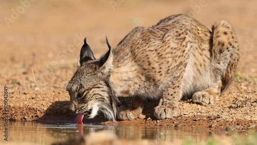 iberian lynx drinking water in freedom photo
