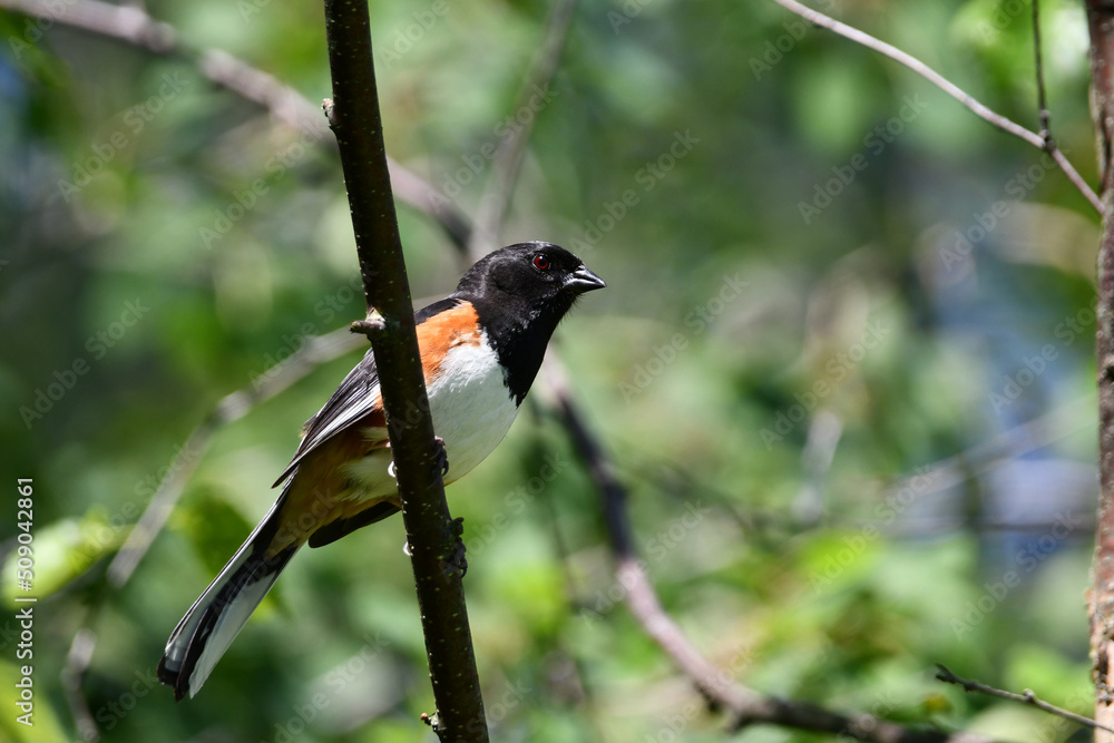 Colorful male Eastern Towhee perched on a branch in the forest Colorful male Eastern Towhee perched on a branch in the forest