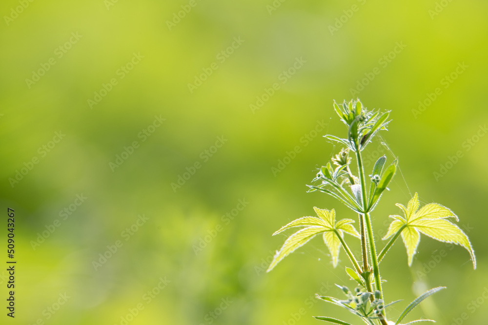 Obraz premium Using green leaves as a background natural environment, ecology, wallpaper concept to express the natural scenery of green leaves on a blurred green background in the garden