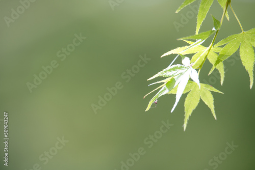 Using green leaves as a background natural environment  ecology  wallpaper concept to express the natural scenery of green leaves on a blurred green background in the garden