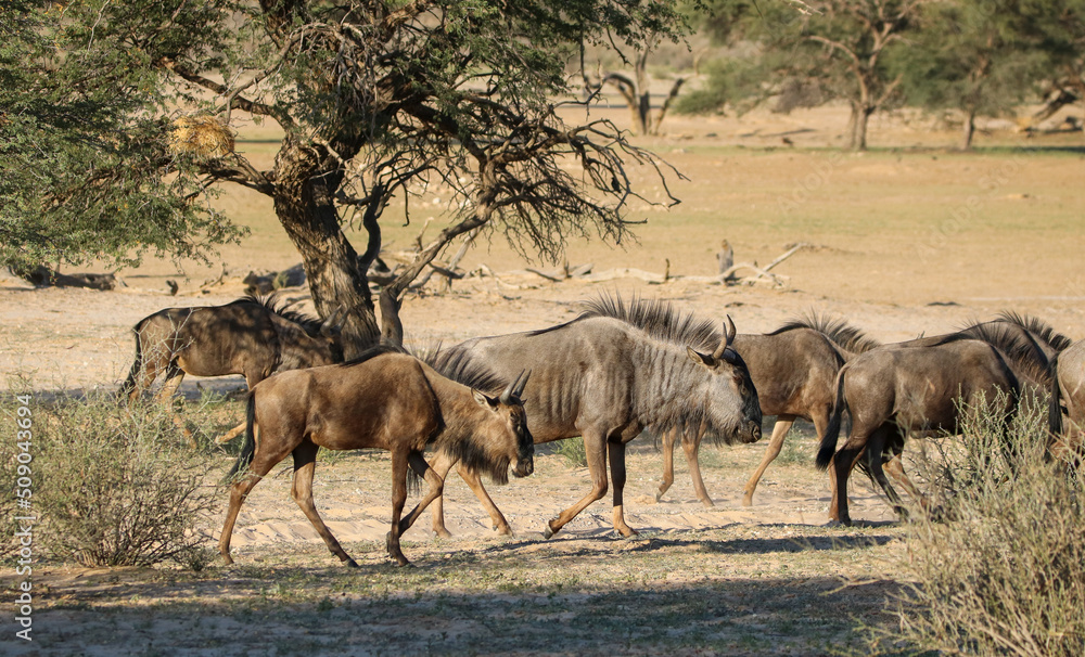 Blue Wildebeest or Brindled Gnu, Kgalagadi, South Africa Blue Wildebeest or Brindled Gnu, Kgalagadi, South Africa