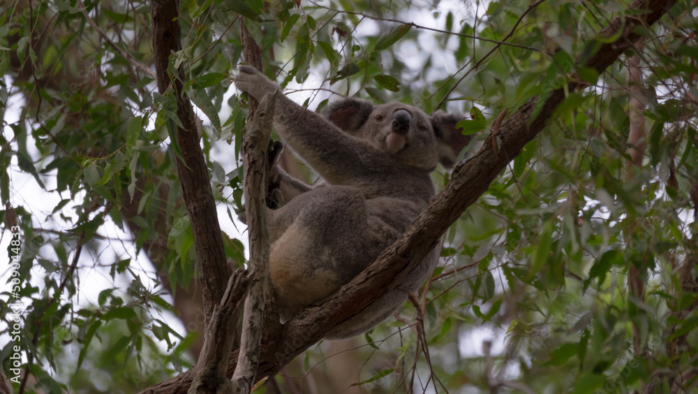 Fototapeta premium Koala in White's Hill Reserve