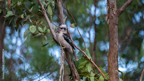 Blue-winged kookaburra