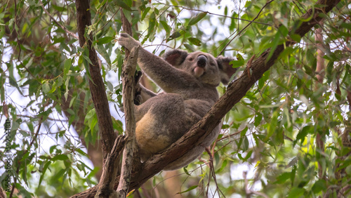 Fototapeta Naklejka Na Ścianę i Meble -  Koala in White's Hill Reserve