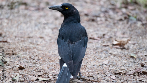 Blackbird with orange eyes.