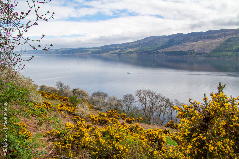 Scenic landscape view of Loch Ness in Scotland with the Scottish highlands and blue sky in background, and yellow gorse bushes in the foreground