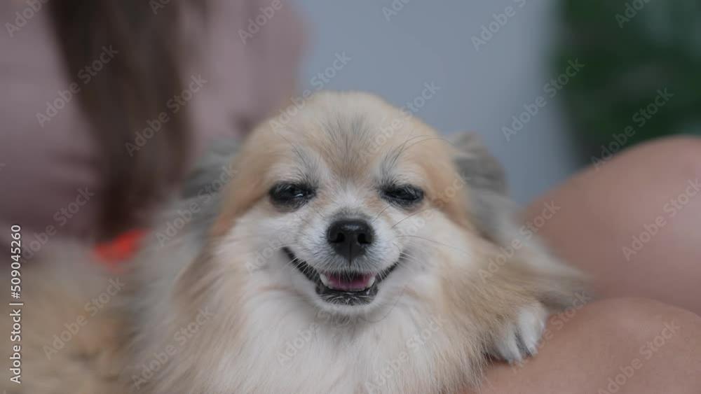 Holiday concept of 4k Resolution. The owner is lovingly stroking the dog. Holiday concept of 4k Resolution. The owner is lovingly stroking the dog.