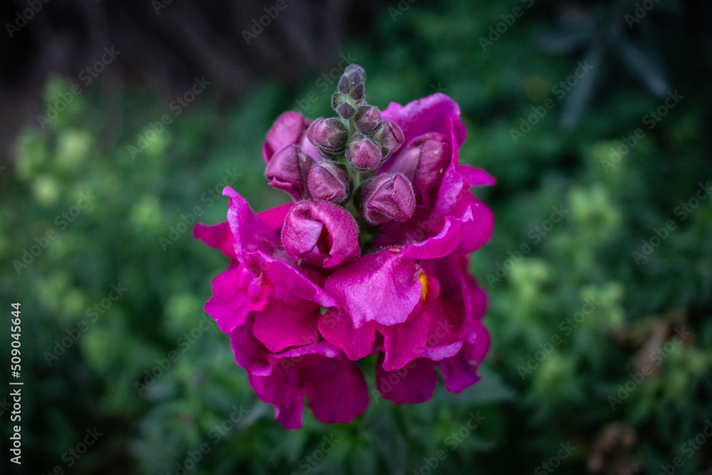 Fototapeta premium flower in the garden