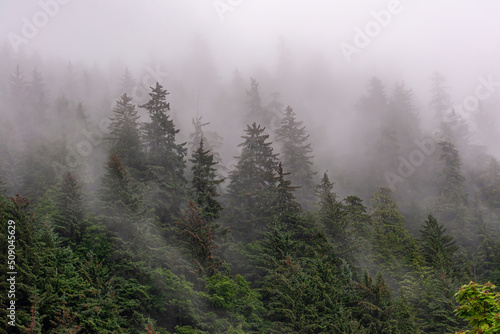 Juneau, Alaska, USA - July 19, 2011: Thick gray fog covers barely-visible dense green pine forest on slope of mountain as if skies fell.