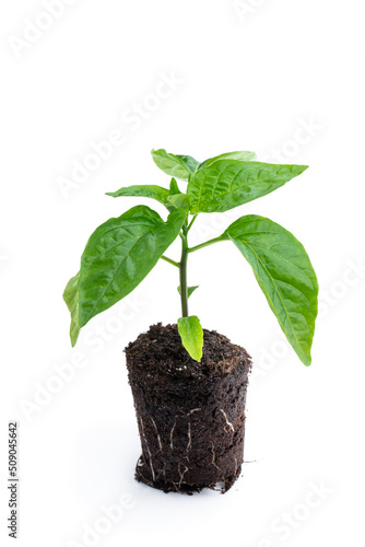 Young baby green pepper crop in small green pot isolated on white
