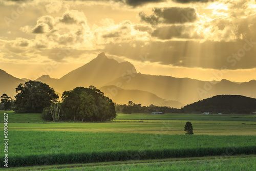 Wollumbin Mount Warning behind sugar cane fields with sunset light rays streaming through the sky