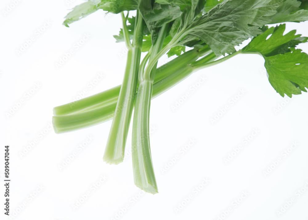 Fototapeta premium セロリ 白バック
